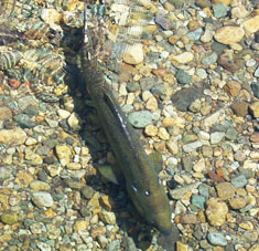 Adult Salmon, image courtesy of USFS National Image Library