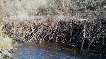 Beaver dam located on Weaver Creek