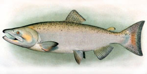 Adult Chinook Salmon, image courtesy of NOAA Photo Library
