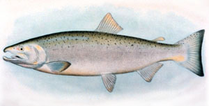 Adult Coho Salmon, image courtesy of NOAA Photo Library