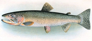 Adult Cutthroat Trout, image courtesy of NOAA Photo Library