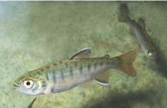 Coho Salmon Fry, image courtesy of USFWS National Digital Library