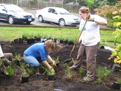 Planting Rain Garden