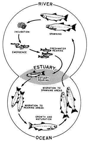 salmon life cycle map