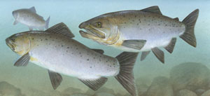 Pacific Salmon, image courtesy of USFWS National Digital Library 
