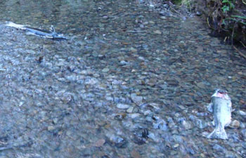Carcases of spawned out fish testify to the return of fish to upper Ryan Creek